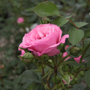 Pоза Абруд - розов - парк – храст роза